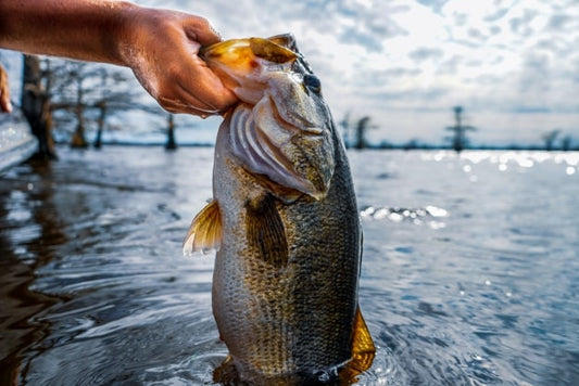a bass with best live bait for it