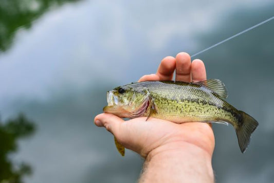 small vs large mouth bass