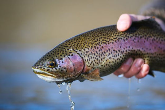 fastest fish freshwater