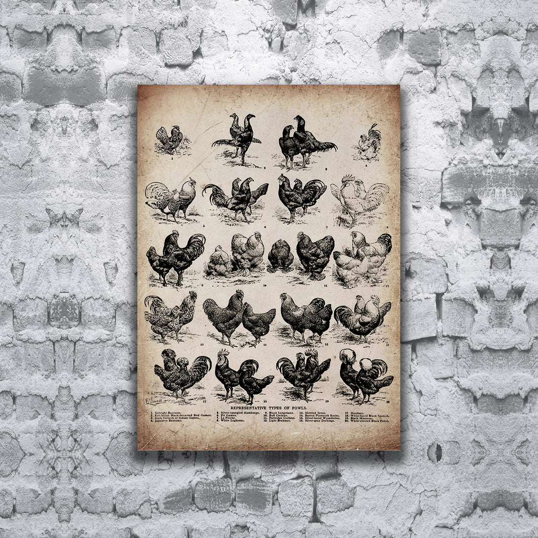 Chicken matte canvas